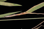 Hemlock rosette grass